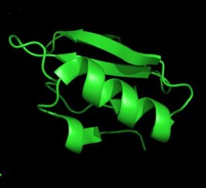 Folded Protein